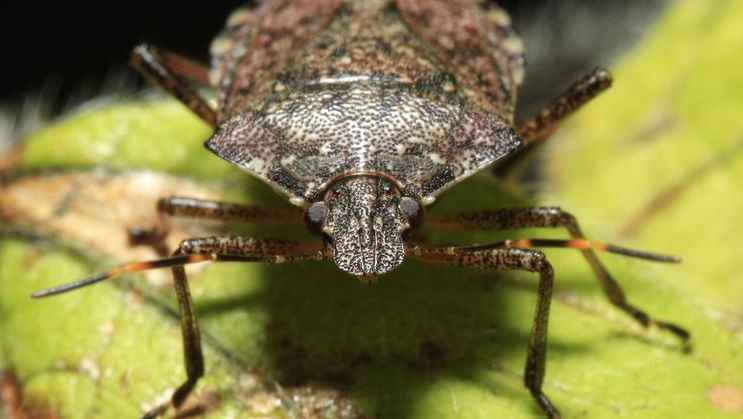 Invazie de insecte: Peste 5-6 ani, am putea rămâne fără stejari