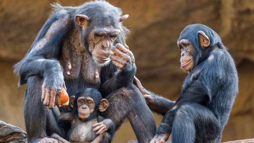 O boală misterioasă ucide cimpanzeii din Africa. Ce spun cercetătorii