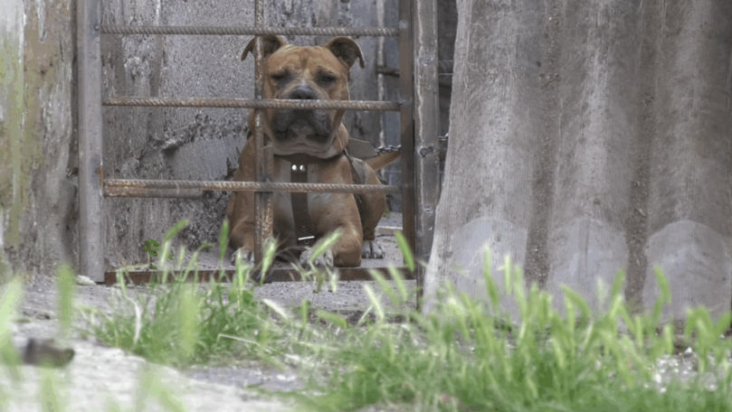 Caz șocant la Chircăiești: Un copil de cinci ani, atacat de un pitbull