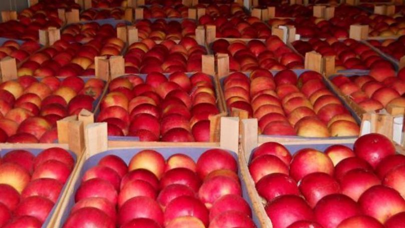 Экспорт молдавских яблок в СНГ заблокирован: производители на грани банкротства.