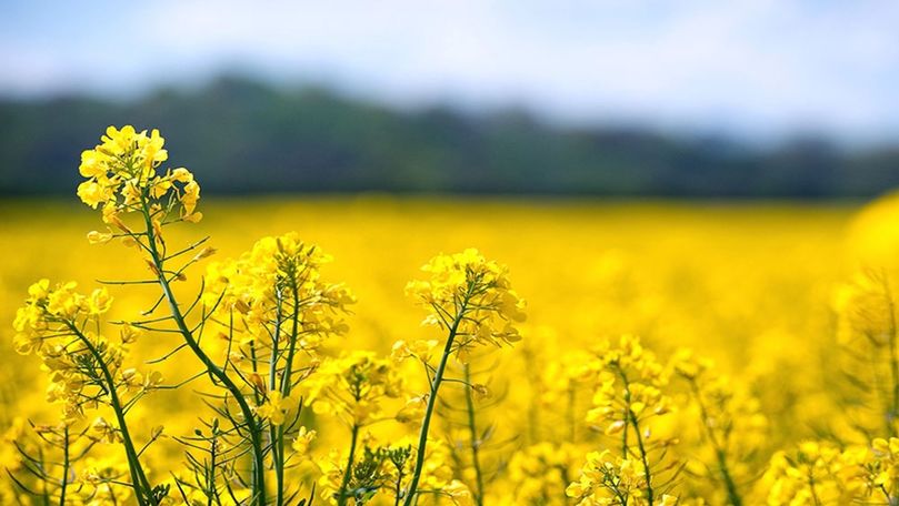 Agricultorii din raionul Soroca au început recoltarea rapiţei