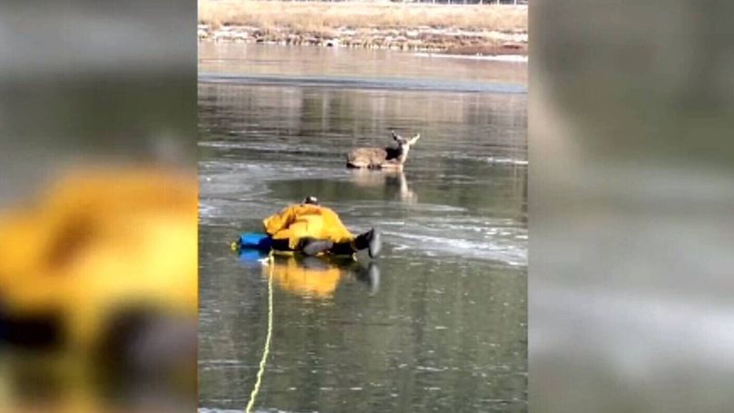 Emoționant: Un pompier a salvat o căprioară blocată pe un lac înghețat