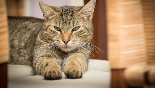 Persoanele care au pisici își pot steriliza gratuit animalul de companie