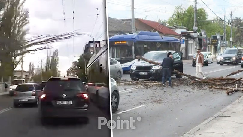 В Кишинёве ветер повалил дерево на проезжую часть: момент попал на видео.