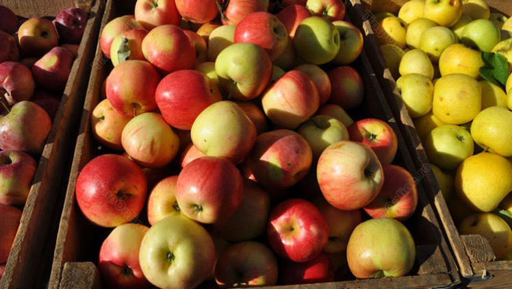 Moldova Fruct cere măsuri care ar duce la deblocarea exportului de mere
