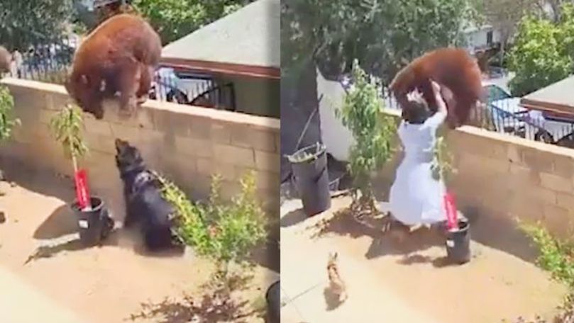 Femeie, filmată cum sare la bătaie la un urs pentru a-și apăra câinii