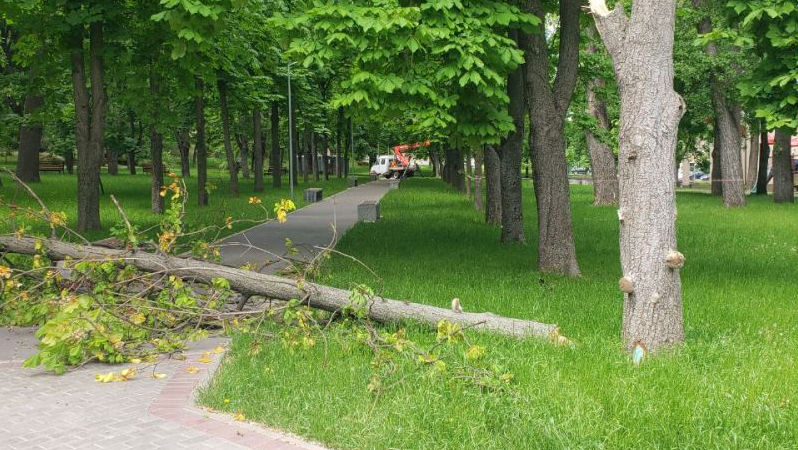 Încă un arbore a căzut în parcul Alunelul din Capitală