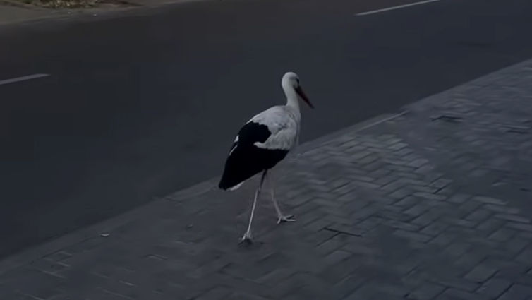Un cocostârc, surprins plimbându-se nestingherit prin Chișinău