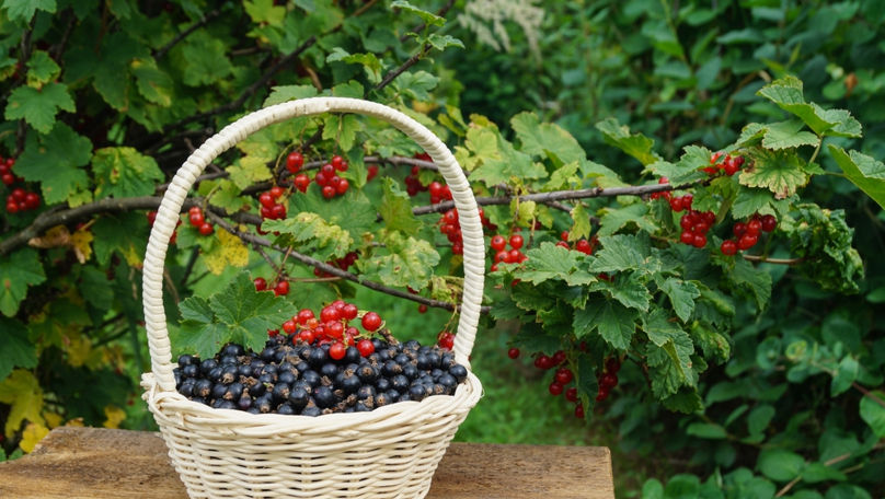 Alimente nutritive în august. Ce poți să mănânci în ultima lună de vară