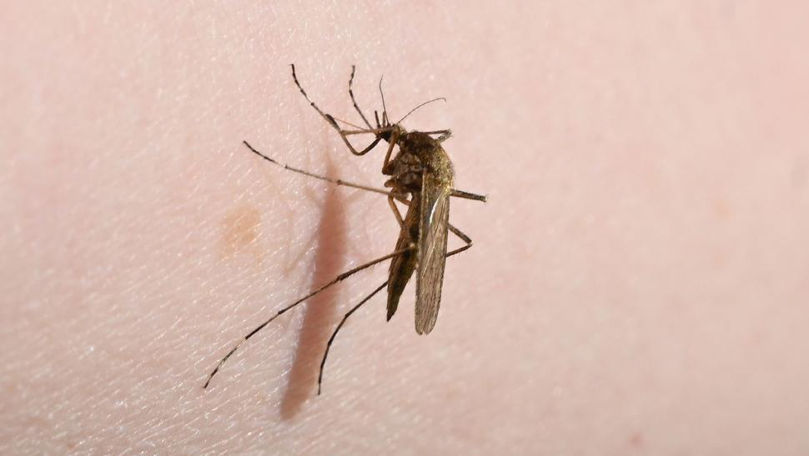 Ce e Chikungunya, boala transmisă de țânțari și care poate fi mortală