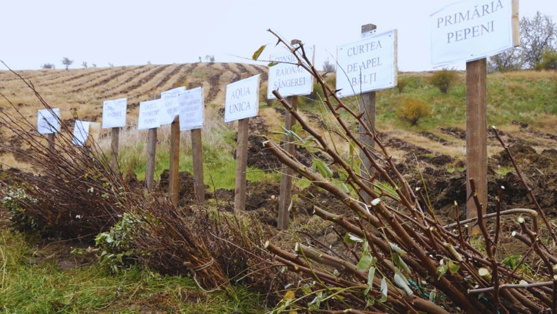 Generația Pădurii: 500 de voluntari au plantat puieți la Pepeni