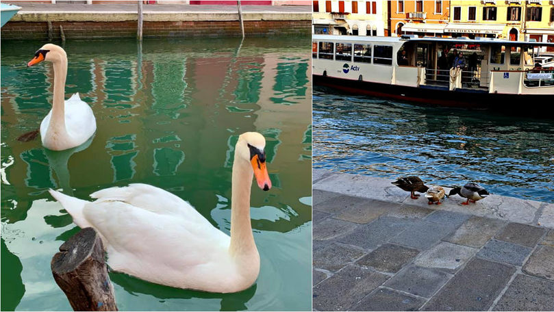 Lebedele și rațele au apărut pe canalele din Veneția în lipsa oamenilor