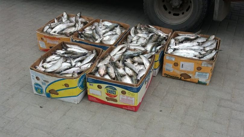 Atenție ce cumpărați: 240 kg de pește fără acte, găsit într-o mașină