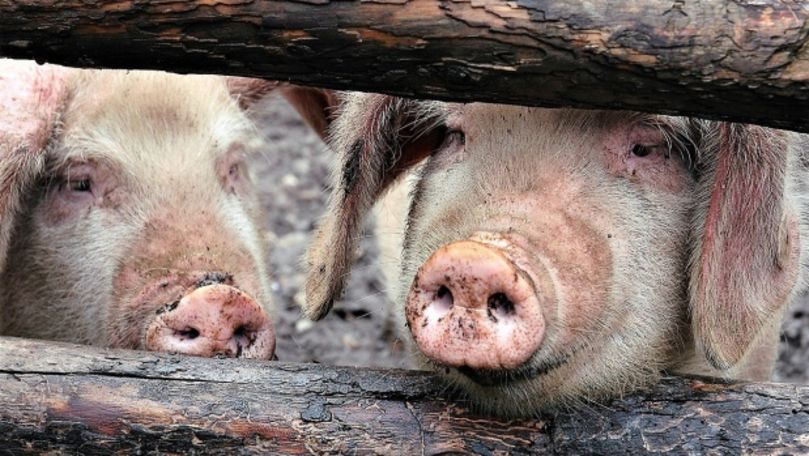 Un nou focar de pestă porcină a fost confirmat în România