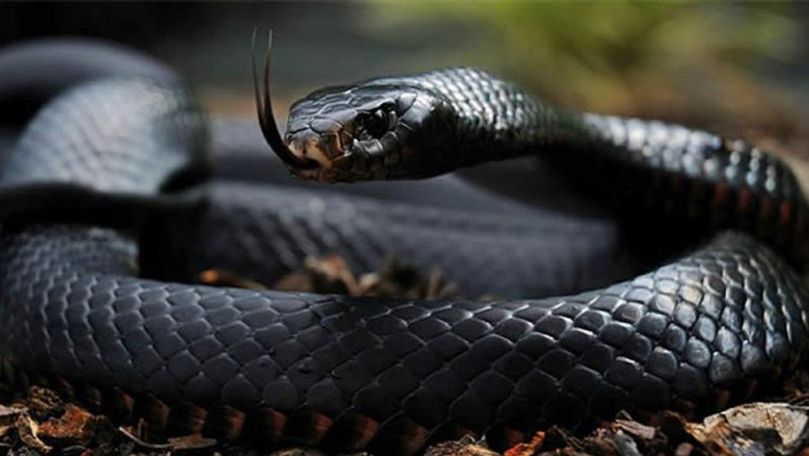 Un austriac, prins pe aeroportul din Viena cu 88 de reptile în bagajele