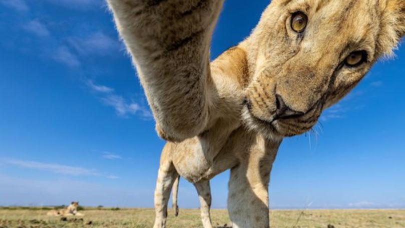Fotografie neobişnuită: O leoaică şi-a făcut selfie în jungla din Kenia