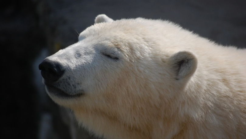 Urs polar, zărit în apropierea unui submarin nuclear rusesc