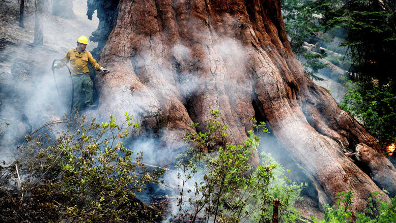 SUA: Cei mai mari copaci din lume, în pericol din cauza unui incendiu