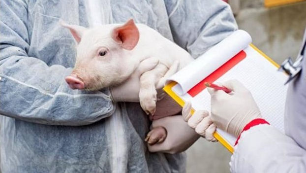 Focare de pestă porcină africană la Drochia: ANSA a intervenit cu măsuri
