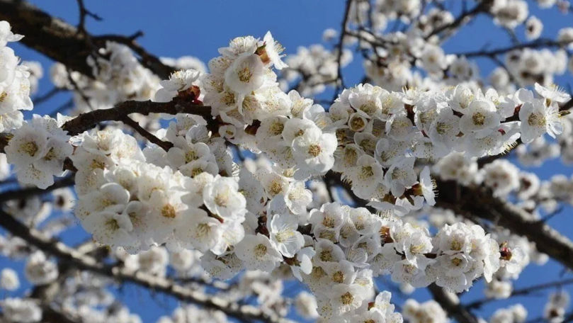 В апреле этого года температура воздуха в Молдове будет выше нормы.
