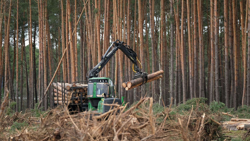 Germania: 500.000 de copaci, tăiați pentru extinderea fabricii Tesla