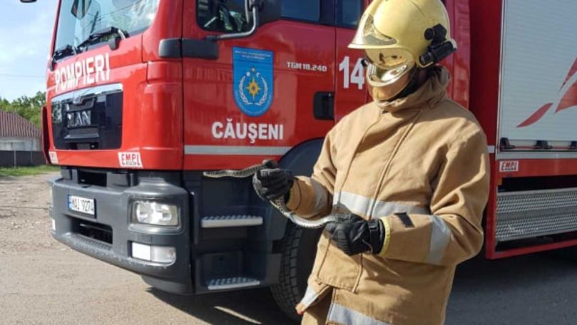 Intervenție neobișnuită la Căușeni: Un șarpe, salvat din scara unui bloc