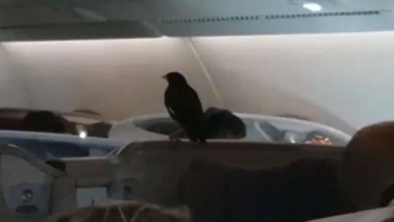 O pasăre a zburat cu avionul între Singapore și Londra