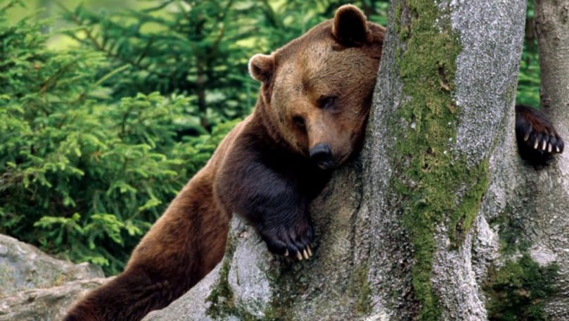 România: Peste 2.000 de urşi vor fi ucişi în următorii 10 ani