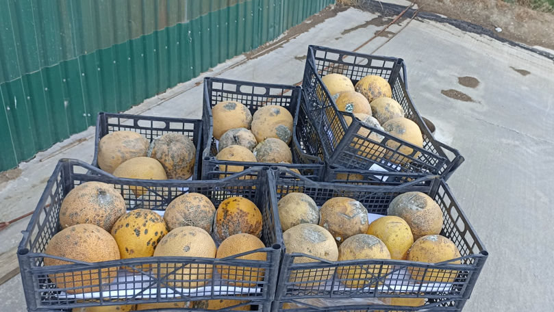 Circa 1,4 tone de pepene galben, interzise spre comercializare