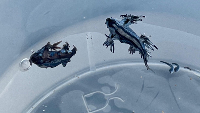 Spania închide mai multe plaje din cauza unor creaturi marine mortale
