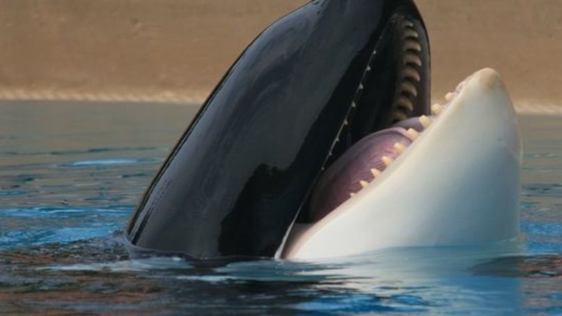 Momentul în care o înotătoare este încercuită de balene ucigașe, filmat