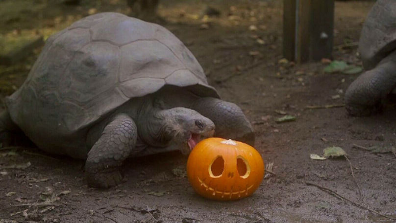 Pregătiri intense pentru Halloween la grădina zoologică din Londra