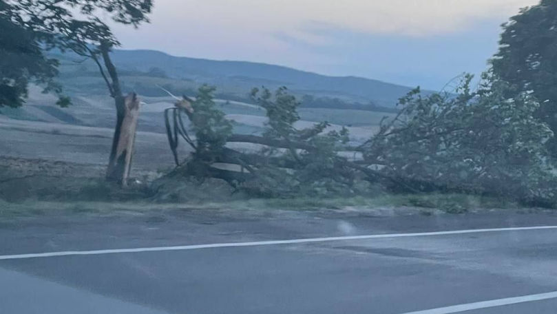 Copaci doborâți de vânt la Sângerei: Imagini cu pagubele provocate