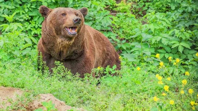 O nouă casă pentru ursul de la Grădina Zoologică din Chișinău