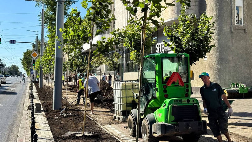 Lucrările de plantare a arborilor pe bulevardul Ștefan cel Mare continuă