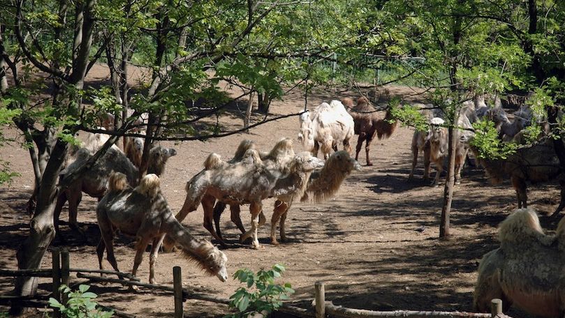 Colecţia de animale de la Zoo s-a mărit cu aproape 50 de exemplare