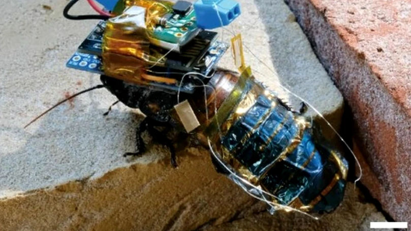 Cum va fi folosit gândacul-robot creat de cercetători