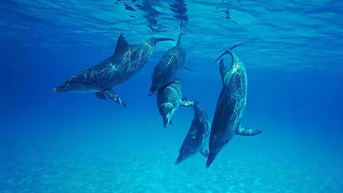 Studiu: Delfinii își recunosc prietenii după gustul urinei