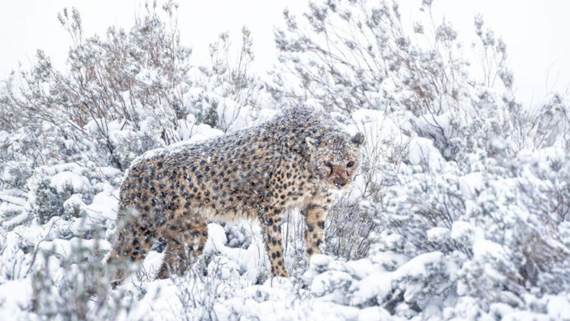 Imagini unice în Africa de Sud cu animalele sălbatice după ninsori