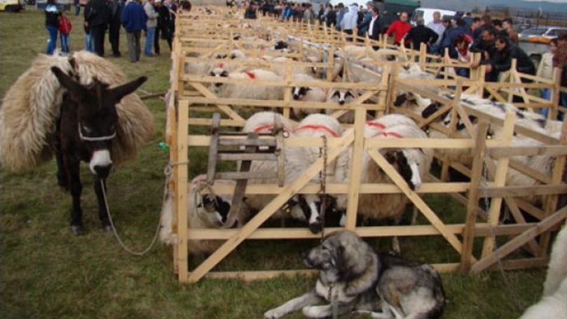 La Cimişlia se desfăşoară festivalul Mioriţă Laie-Bucălaie