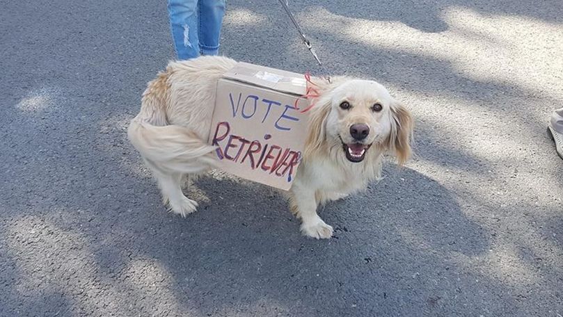 Vedeta protestului de la Chișinău - un câine. Ce mesaj avea pe pancardă