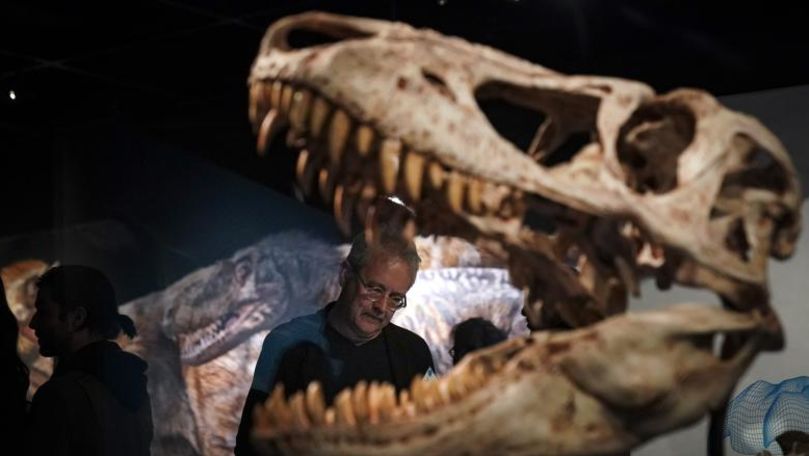 Tyrannosaurus Rex avea un aparat de aer condiţionat în craniu