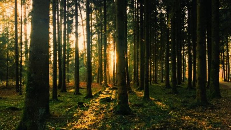 O pădure din România, scoasă la vânzare pe un site din China