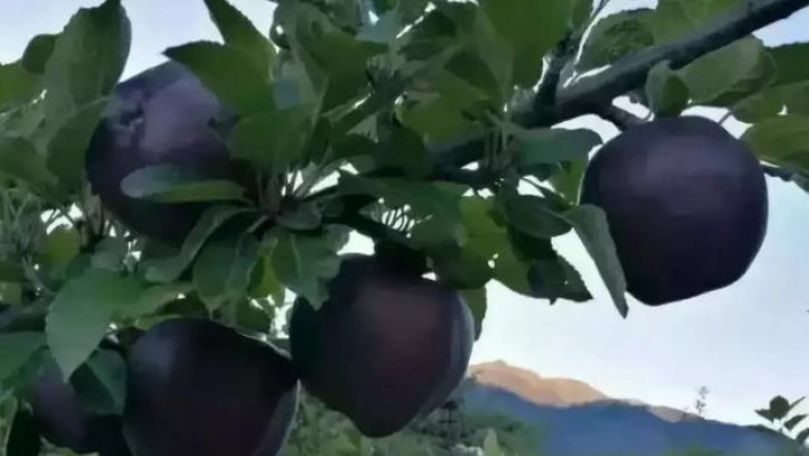 Merele negre de diamant sunt reale și se vând la prețuri uluitoare