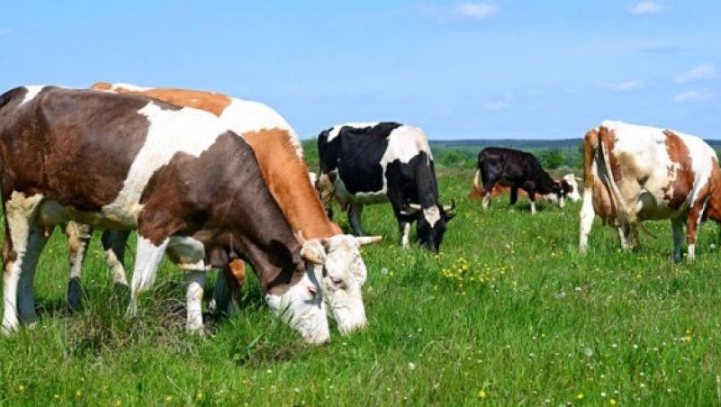 Un complex de procesare a subproduselor animale, construit în Moldova