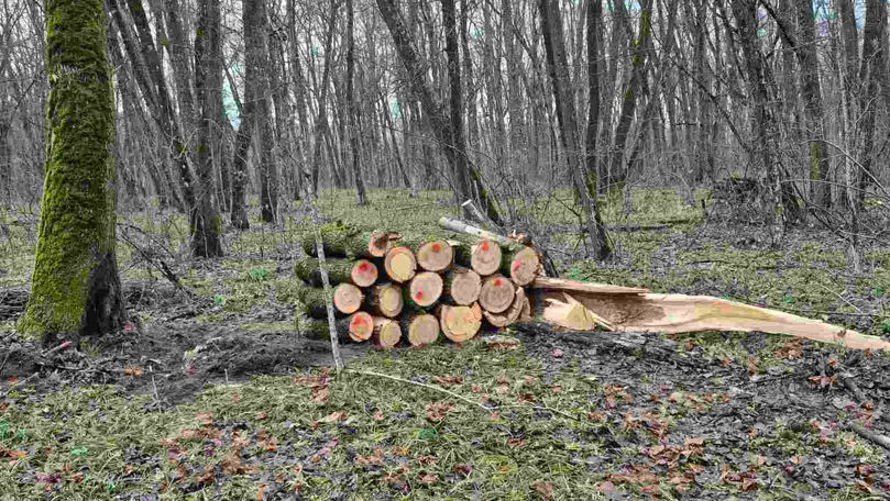 Tăiere ilegală depistată în pădurile din Strășeni: O persoană, sancționată