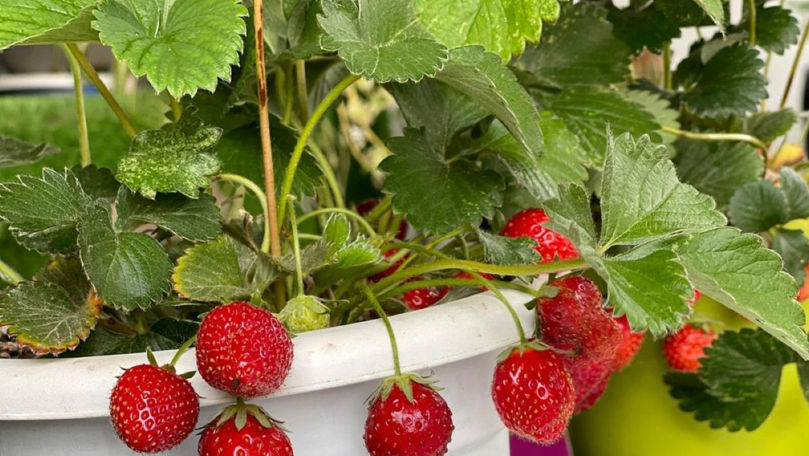 Cum să cultivi căpşuni pe balcon sau pe terasă