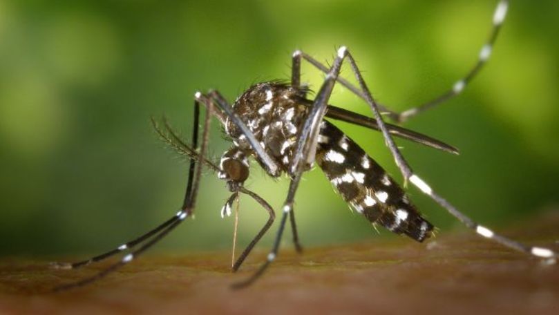Virusul care se transmite prin pișcături de țânțari a ajuns în Europa