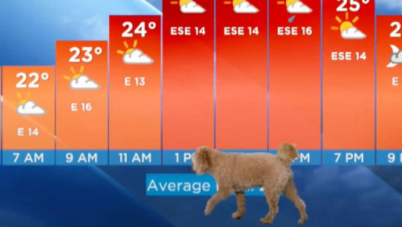 Prognoză meteo întreruptă de un cățeluș aflat în căutare de hrană