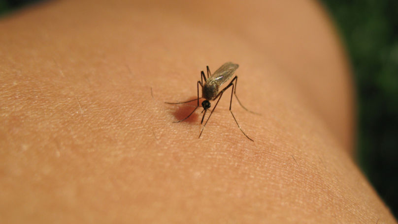 Două cazuri de infectare cu West Nile au fost depistate în România